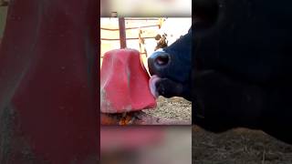 Why Cows Lick Salt Blocks [upl. by Enyleve]