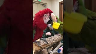 Sharing is Caring Macaw Training [upl. by Harad]