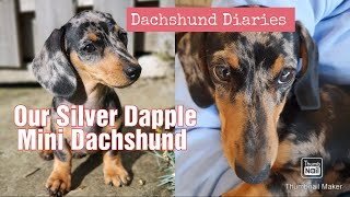 Meet Gracie  A Beautiful Silver Dapple Dachshund Puppy  With Mum And Dad  Dachshund Puppies [upl. by Japha267]