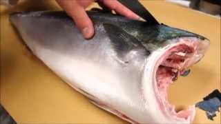 How To Fillet a Whole Hamachi  How To Make Sushi Series [upl. by Alol]