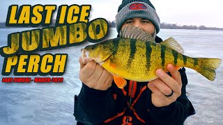 Lake Simcoe Last Ice Jumbo Perch  Live 2 Fish [upl. by Jarrett]