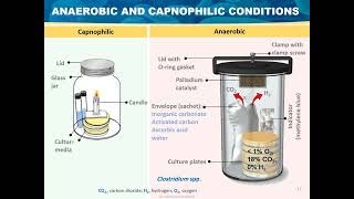 Microbial Growth Basic Microbiology [upl. by Langelo]