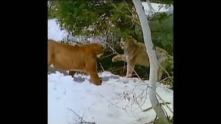 Canadian Lynx vs Mountain Lion Very rare fight [upl. by Ybhsa]