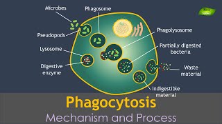 Phagocytosis Animation  Notes  Immunology  Basic Science Series Hindi [upl. by Viridi875]