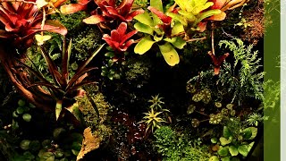 Exceptional paludarium inspiration [upl. by Jeroma223]