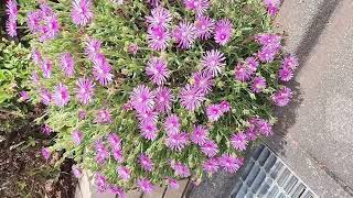 3169園芸マツバギク松葉菊南大沢4丁目GardeningLampranthus spectabilis20240601縦 [upl. by Aay]