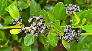 Ceanothus thyrsiflorus Blue blossom  black fruit after flowering [upl. by Kiah804]