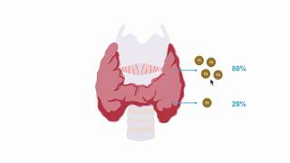 Understanding thryroid hormone production [upl. by Ajit]