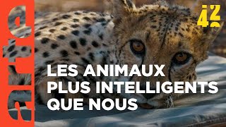 Les animaux  moins bêtes que nous   42 la réponse à presque tout  ARTE [upl. by Jeggar]