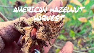 American Hazelnut Harvest Episode 15 Consumable Corylus [upl. by Garate992]