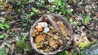 “Chiodini in Abbondanza La Magia dei Primi Funghi d’Autunno” Armillaria Mellea [upl. by Cory]