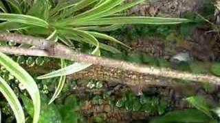 Anolis mmarmoratus in terrarium [upl. by Accissej372]