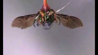 Cyborg insects with wings controlled by humans [upl. by Wilder]