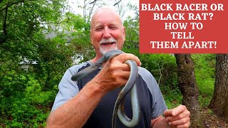 How to ID a Black Racer vs Black Rat Snake What is the difference [upl. by Dorthea]