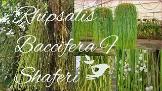 Rhipsalis Baccifera F Shaferi [upl. by Rekab]