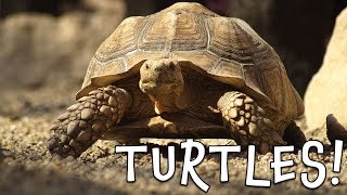 Turtles Turtle Facts for Kids [upl. by Adore753]