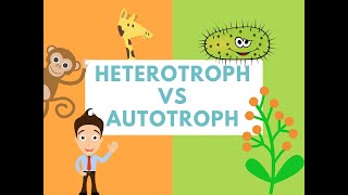 Difference Between Heterotrophs and Autotrophs Difference it [upl. by Haidej]