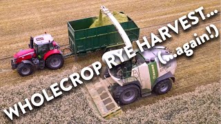 4Kᵁᴴᴰ Harvest 2023 L W Halls Krone Big X 770 forager whole cropping rye near Beccles Suffolk [upl. by Swane]