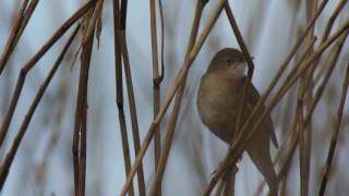 Vroege Vogels  Zingende snor [upl. by Yenreit]