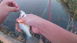 Fishing at Jackson Ave Lemoore CA Kings River Part 1 [upl. by Airt630]