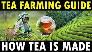 TEA FARMING  TEA CULTIVATION  How Tea Powder is Made [upl. by Ted]