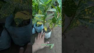 सदियों में कैसे केयर करे Croton Golden Dust crotan goldan babayplant [upl. by Clarhe]