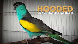 Consegui reproduzir uma espécie RARA  Periquito Hooded  BIRDTV [upl. by Rome]