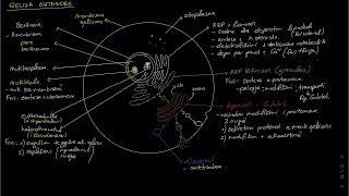 Qeliza Shtazore M2 K2 Biologji [upl. by Esille]