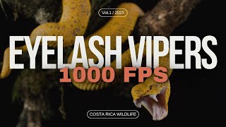 JawDropping SlowMotion Watch Costa Rican Eyelash Vipers Strike [upl. by Amyas]