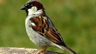 Call of a House Sparrow [upl. by Hauger]