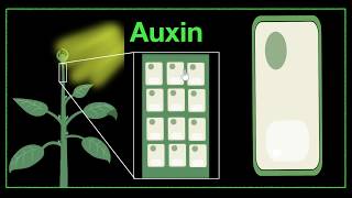 Major plant hormones amp how to remember  Control amp Coordination  Biology  Khan Academy [upl. by Notanhoj]