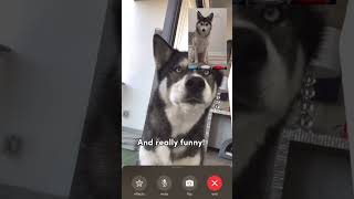 Sapphie the pomsky FaceTime session with Titan [upl. by Llorre]