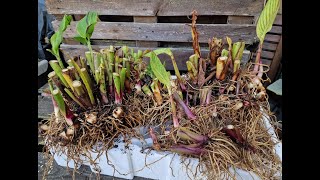 Overwintering my Canna lilies not like last year when I lost them all [upl. by Flossy]