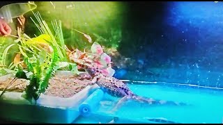 A Fun amp Great Video Leapn Lizards [upl. by Edita143]