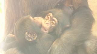 東山チンパンジー 双子の赤ちゃん 38 Chimpanzee twin baby [upl. by Earlene]