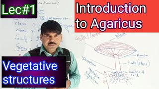 introduction to Agaricus [upl. by Priscilla]