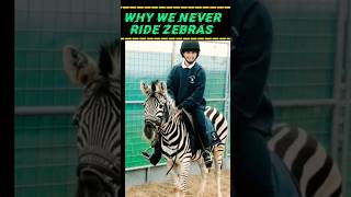 Why we never ride zebras  amazingfacts zebra animalfacts wildlife animals shorts [upl. by Fante]