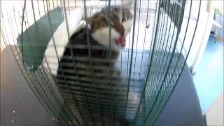 how to sedate an aggressive stray cat in the cage trap [upl. by Myrtice]