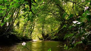 SOUNDS OF THE FOREST GENTLE BIRDSONG WITH BABBLING BROOK RELAXING FOREST SOUNDS [upl. by Ddart]