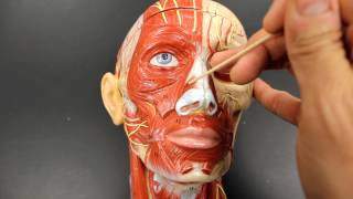 MUSCULAR SYSTEM ANATOMYMuscles of facial expression model description [upl. by Kistner762]