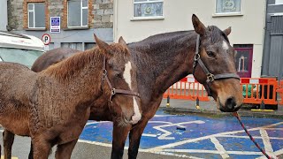 Castleisland Horse Fair 1st November 2022 [upl. by Lekram]