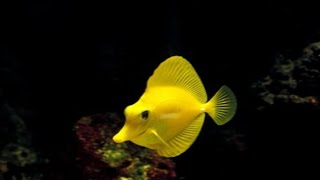 Yellow Tang  Saltwater Fish  Quarantined Fish  Reef Aquarium [upl. by Namrehs]