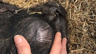 Abscess Cyst Pimple Popping Squeezing Cleaning  Wilson Pig [upl. by Ner72]