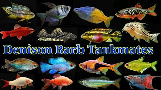 Top 20 Tank Mates Of Denison Barb  Roseline Shark Tank Mates [upl. by Laurianne]