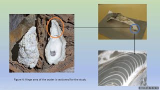 Gabriella Akpah Yeboah  Historical population trends of Crassostrea tulipa in West Africa [upl. by Atela]