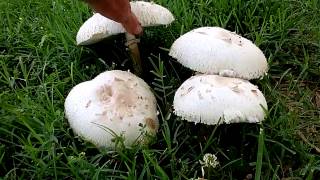 Green Spored LepiotaChlorophyllum molybydites  Green Gilled Parasol [upl. by Clarita]