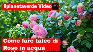 Come fare la talea di rosa in acqua [upl. by Ehrlich]