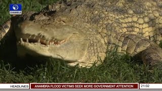 The Killer Crocodiles Of Lake Victoria  EcoAfrica [upl. by Ethelyn848]