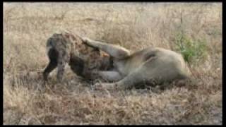 Hyenas kill male lion [upl. by Eitsrik]