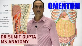 PERITONEUM Part 2  OMENTUM [upl. by Shuman]